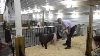 Swine Conditioner and Shine Enhances Show Pigs