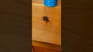GIANT ROACH IN HOUSE! #shorts
