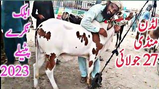 Luden Janwar Mandi Cholistani Sahiwal Dajili Dhani Brahman Bachre  || Global Village Farming