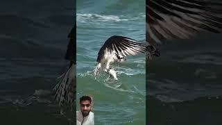 Crazy Osprey grabs huge catfish and almost gets dragged under. #bird #osprey Glad I'm not a fish!