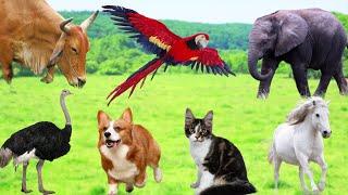 Farm Animal Sound Collection: Horse, Cow, Dog, Sheep, Cat, Chicken, Ostrich, Parrot - Cute Animals