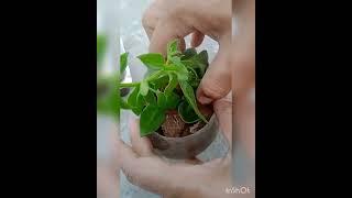 baby sunrose propogation #garden #trending #terracegarden #youtubeshorts #ytshorts #youtube #flowers