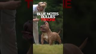 American Bully Stud Blue Notes Bullies “Tyrone 