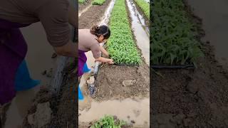 Corn Seedlings Are Ready For Transplanting #satisfying #shot