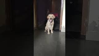 so cute puppie | attitude dog video#shorts #youtubeshorts