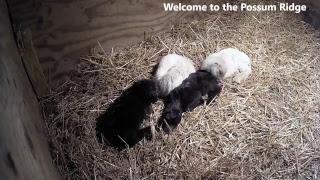 Baby Goat Nursery from Possum Ridge Farms