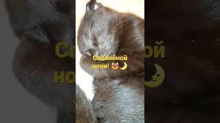 #shorts Спокойной ночи!#видео #shortsvideo #котикивидео #смешные  #прикольныемоменты