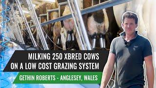 Milking 250 Xbred Cows on a Low-Cost Grazing System, Anglesey, Wales, Gethin Roberts