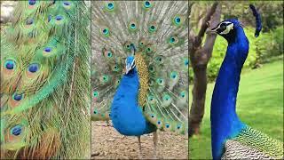 Peacock song