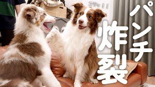 子犬に飼い主との会話を遮られ犬パンチをしちゃうボーダーコリー！！！