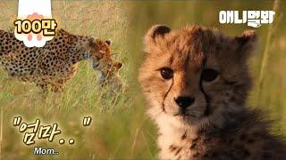 그렇게 엄마 치타는 새끼에게 마지막 인사를 합니다.. ㅣ For Her Injured Cub, Mother Cheetah Decides To..