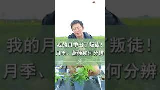 月季，蔷薇，如何分辨【天狼说月季】