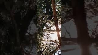 A Bluejay in a Juniper Tree.