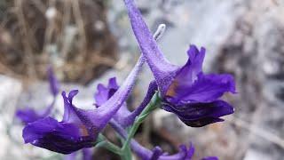 Δελφίνιο περιπλανώμενο (Delphinium peregrinum) στα ξερά λιβάδια της Μάνδρας Αττικής