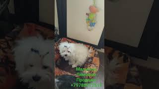 ПродажаПитомник Йорк & Шпиц.Elite Pets,Крым, Евпатория Вопросы +79788972514 Доставка возможна 