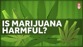 Is Marijuana Harmful to Health?