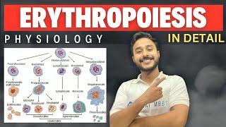 erythropoiesis physiology | regulation of erythropoiesis physiology | Hematopoiesis physiology