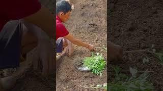 Tomato ki Kheti organic way # How to Transplant in traditional way..!!