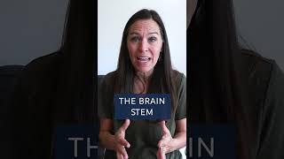 The Science Behind Your Overwhelm (It's All in Your Brain!)