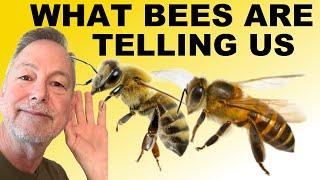 Beekeeping | 5 Things Our Bees Tell Us When We Inspect