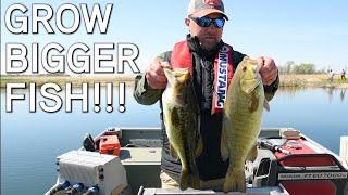 Pond Management | Grow Big Bass In Small Ponds!