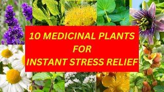 10 Medicinal Plants for Instant Stress Relief || MEDIPLANTA