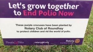 The Rotary Club of Roundhay crocus planting to end polio now