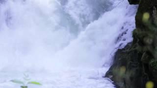 Steelhead jumping at BZ Falls on upper White Salmon River - ZooRaft