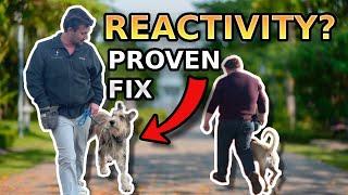 Transform Reactive Dogs with a Simple Heel: Proven Training Method