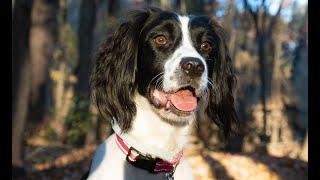 Our Little Lady - English Springer Spaniel who loves the outdoors