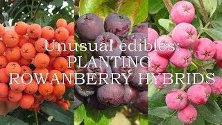 Unusual edibles: planting rowanberry hybrids