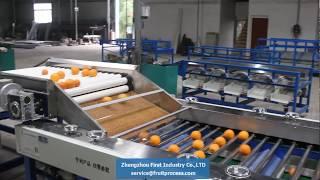 orange sorting grading machine, lemon grading, fruit grader (first industry)