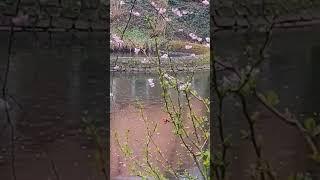 Ralaxing Nature Sounds (Rain and Piano) #rain #nature #spring #march #relaxing #flower #pound #rainy