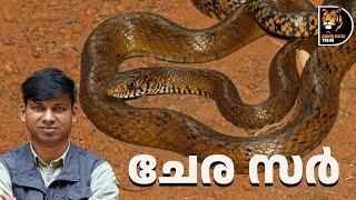 Our own ‘Chera Sir’;Indian Rat Snake #davidrajutalks #snake #wildlife