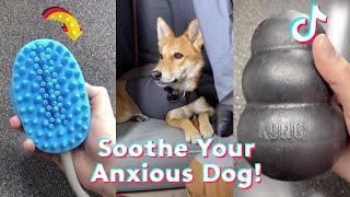 10 TikTok Products To Calm Dogs with Anxiety | TikTok Compilation | Daily Paws