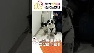 우리 댕댕이 어디 아파? 김포시민이라면 반려동물 공공진료센터로~ /1주년 축하 #김포 #김포시 #반려동물 #공공진료센터 #1주년
