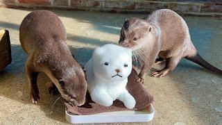 Otters from Southeast Asia see snow for the first time.