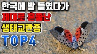 한국에 발 들였다가 제대로 혼쭐난 생태교란종 TOP4