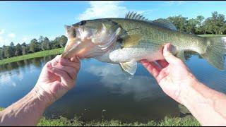 Find Big Bass In "Structure Free" Ponds By Simply Looking For...Water!