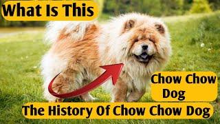 "The Tale of Chow Chows: A Pictorial Journey Through Their Rich History"