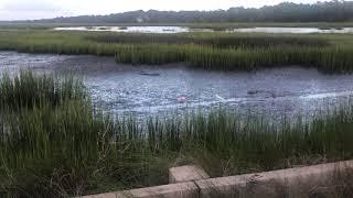 Spoonbill spotting on Kiawah Island, SC