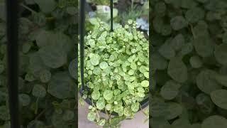 String of Turtles at Home Depot #shorts #shortvideo #houseplants