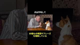 【知ってる？】犬に関する面白い雑学 #犬 #動物 #雑学