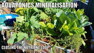 Aquaponics Mineralisation Tank & Aquaponics System Update