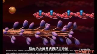 [影片翻譯] 肌肉收縮的機制 (Mechanism of muscle contraction)