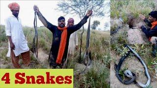 Bunch of Cobra Snakes found in a hole,Catched by the Jogi