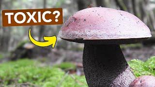 Why I'll Probably Never Eat This Mushroom