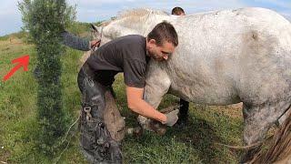 IMAGINE HER RELIEF! This horse COULDN'T walk... YET... Full horse hoof restoration!