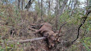 Lesson Learnt Bedded Deer - Solo Sambar Hunter (Archives)