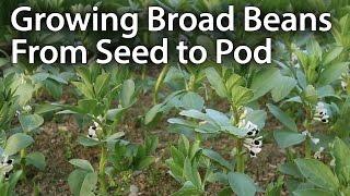 How to Grow Broad Beans for Maximum Production (Fava Beans)